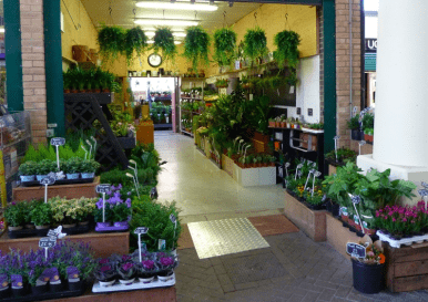 Магазин цветов и растений на продажу